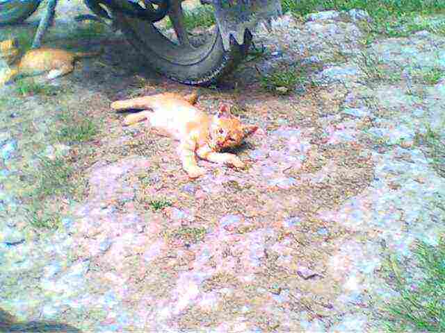 IMG1356A.jpg