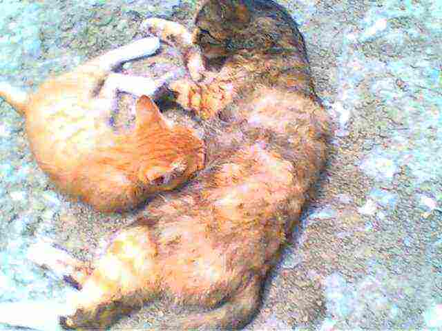 IMG1355A.jpg