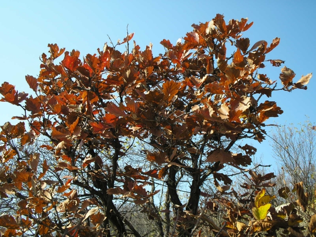 P1010122.JPG
