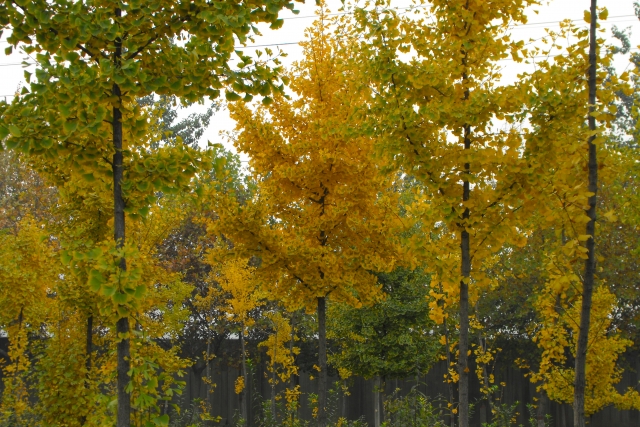 DSCF0662.JPG