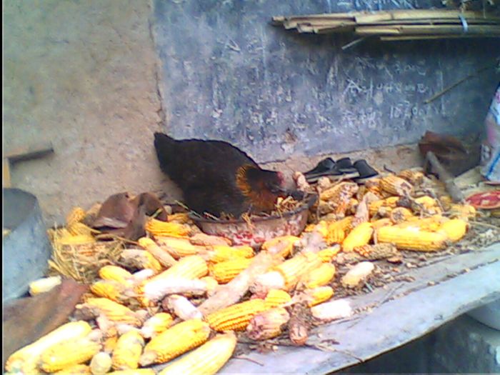 IMG1783A.jpg
