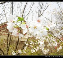 去青龙寺拍的樱花...