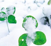 11.12清晨雪景一张