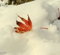 【楚国图志】残雪 冬阳 漫步（1）直播结束