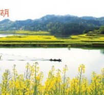 春天，去汉中看中国最美的油菜花海 （转）